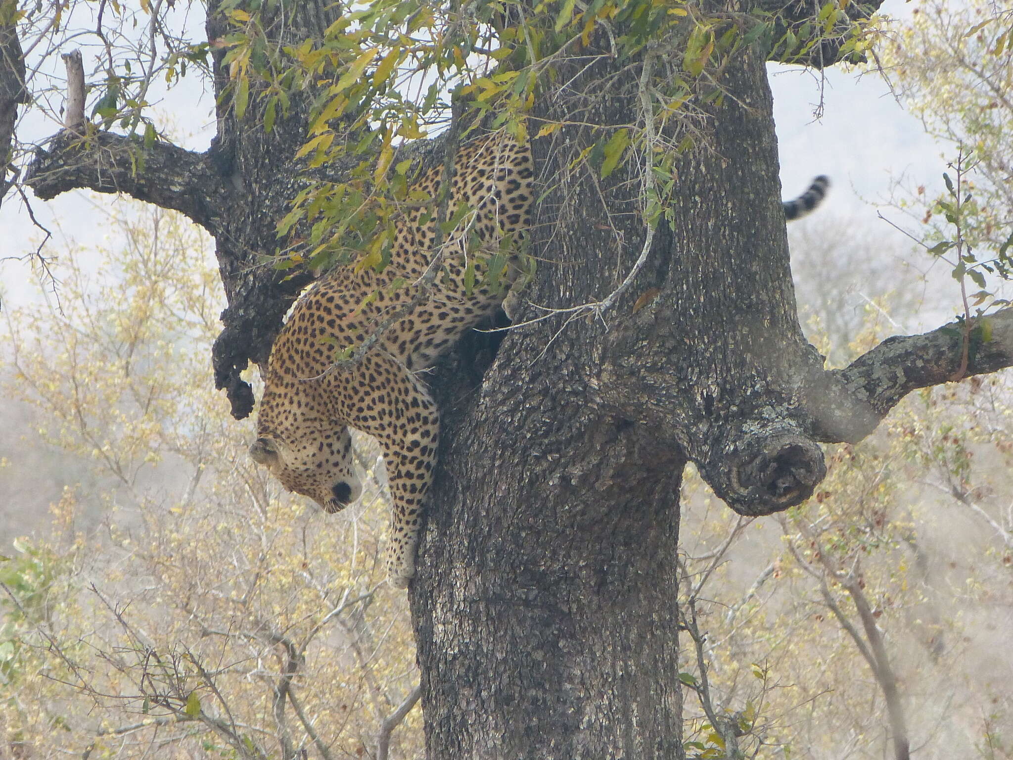Image of African leopard