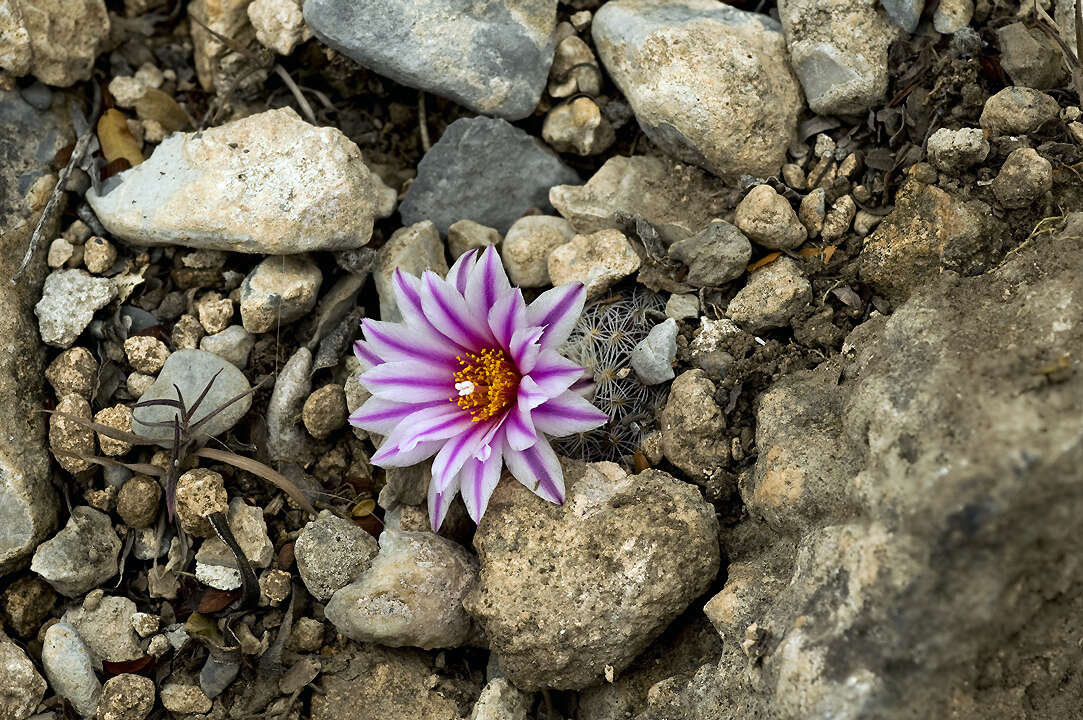 Image of Turbinicarpus saueri subsp. septentrionalis