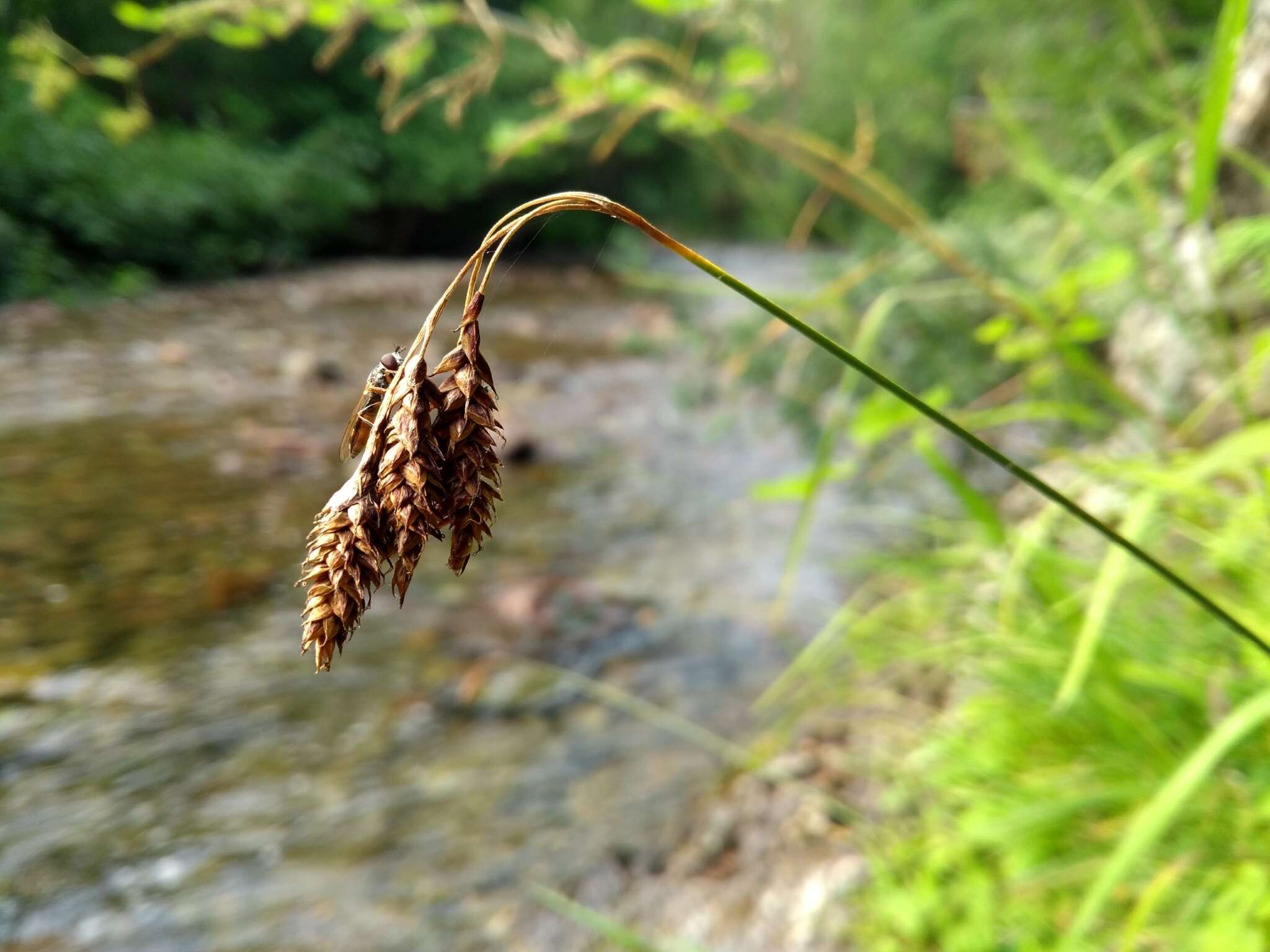 Image of scrabrous black sedge