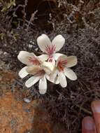 Image of Pelargonium radiatum (Andr.) Pers.