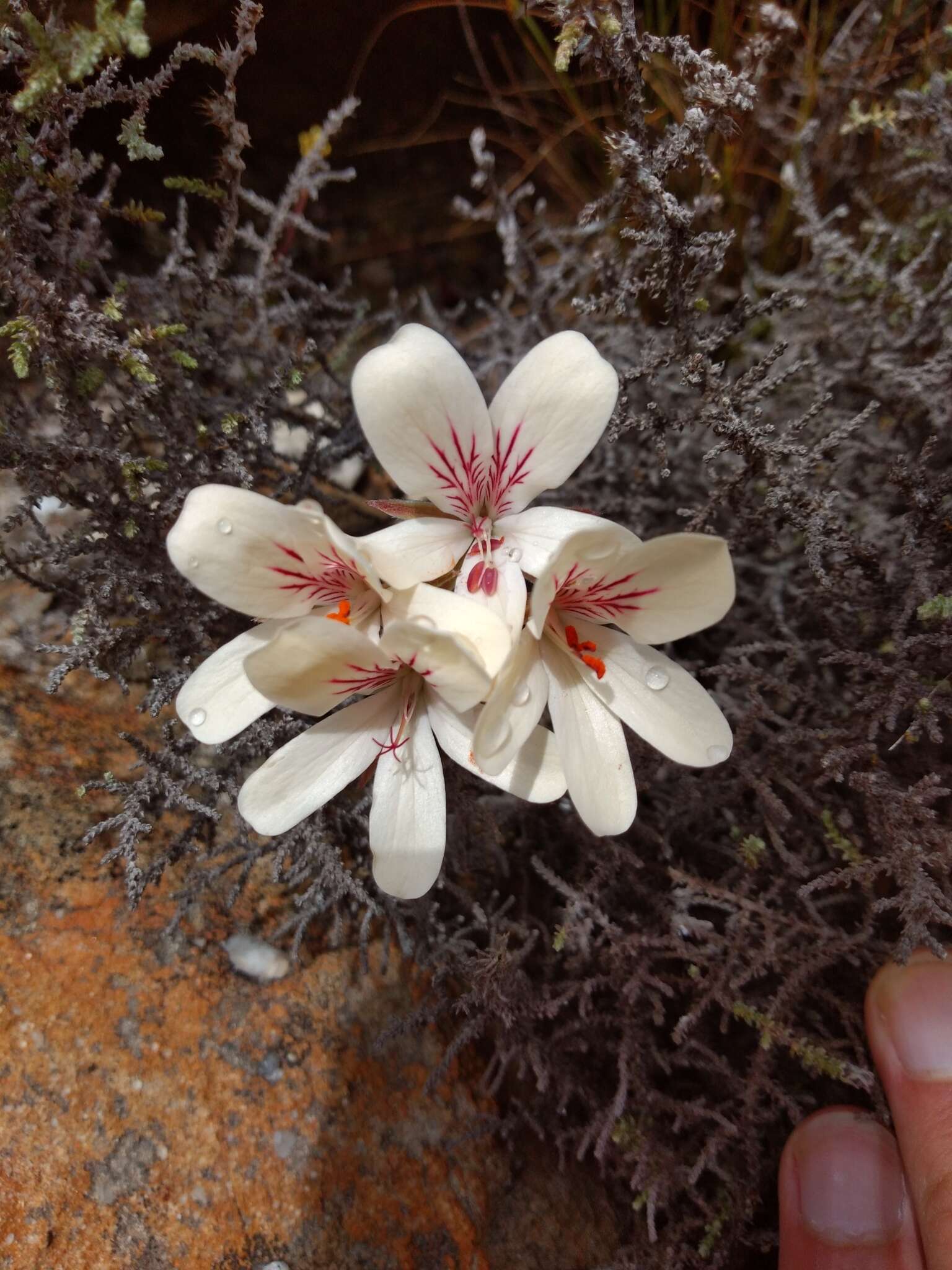 Image of Pelargonium radiatum (Andr.) Pers.