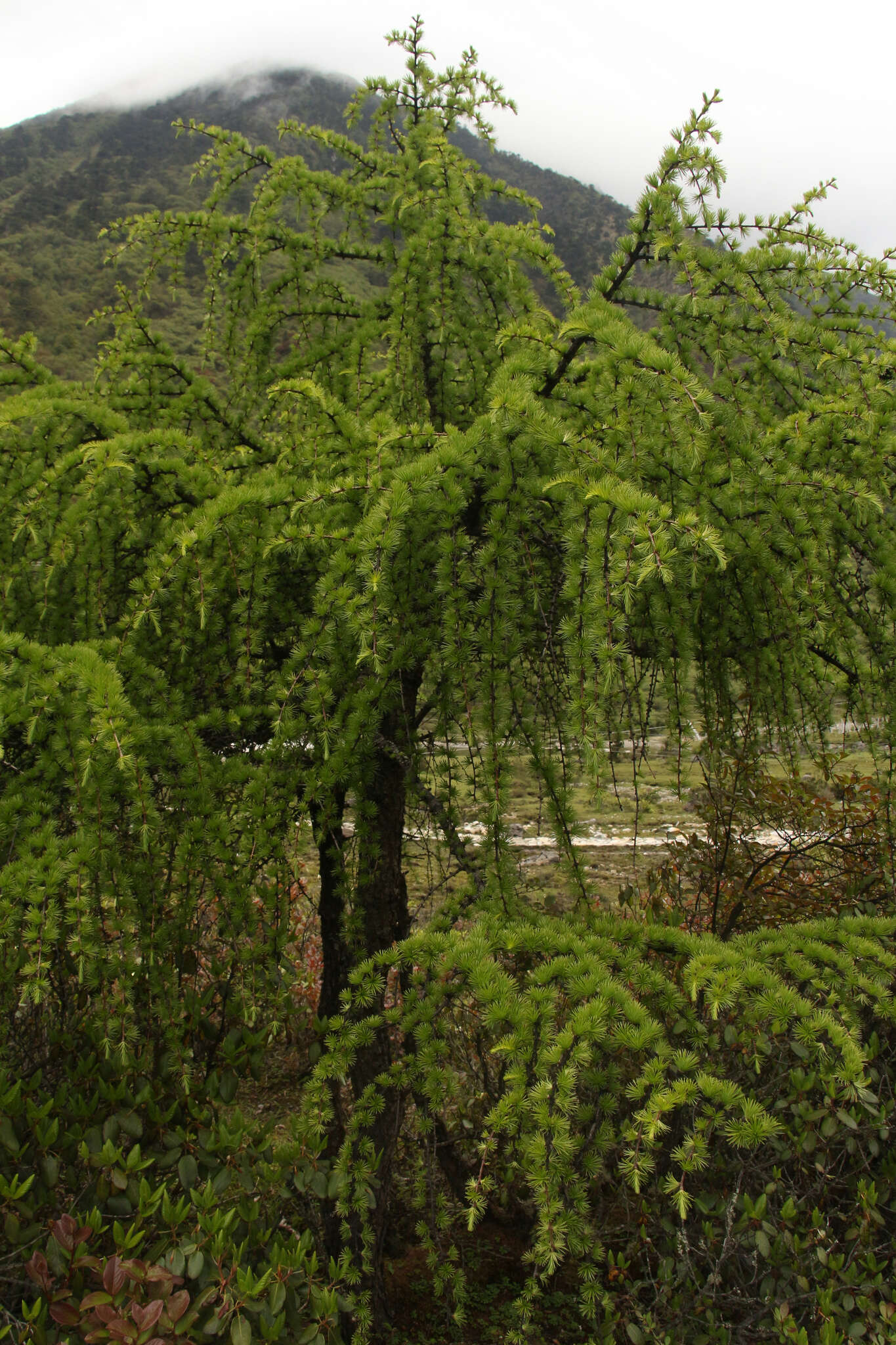 Image of Sikkim Larch