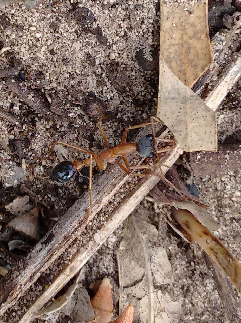 صورة Myrmecia desertorum Wheeler 1915