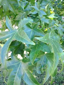 Image of American Sweetgum