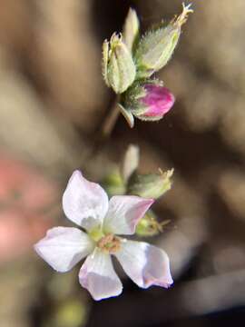 Image of Marin dwarf-flax