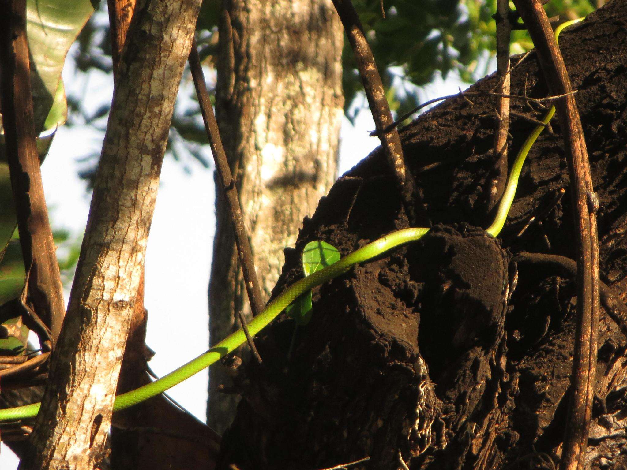 Image of Eastern Green Snake