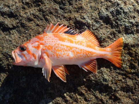 Image of Canary rockfish