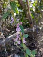 Imagem de Stachys grandidentata Lindl.