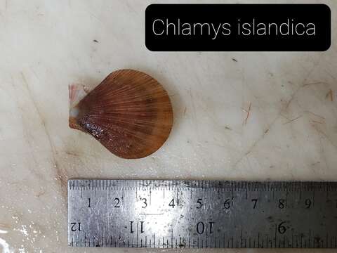 Image of Iceland scallop