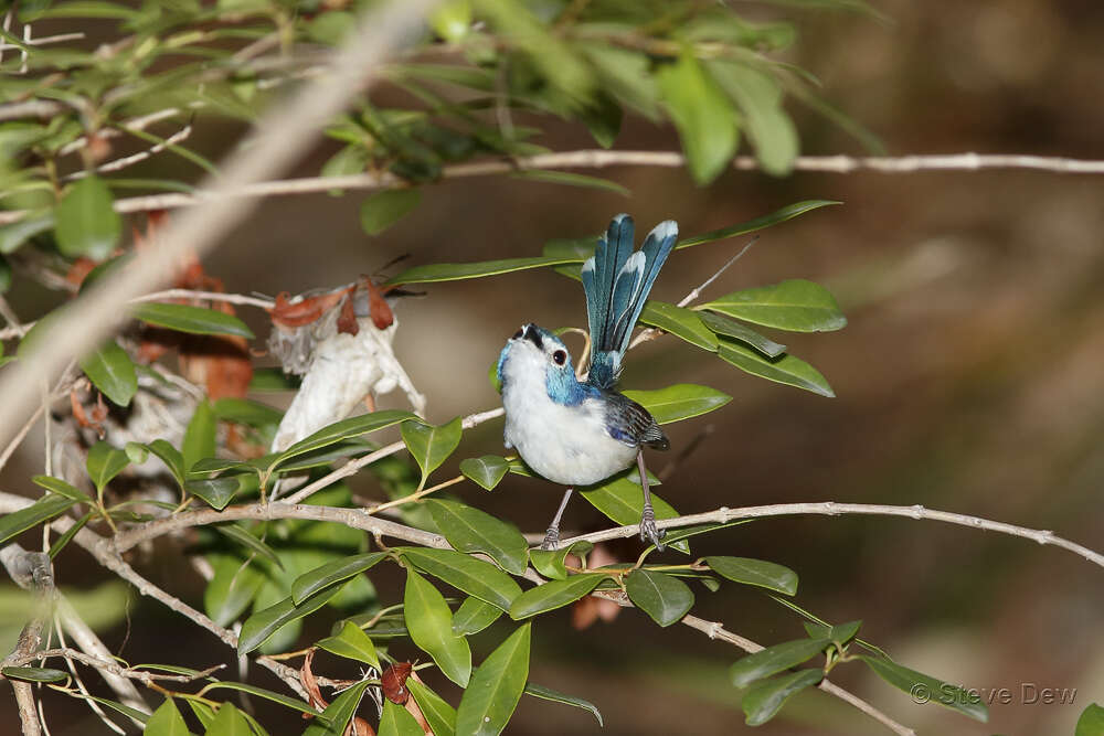 صورة Malurus amabilis Gould 1852