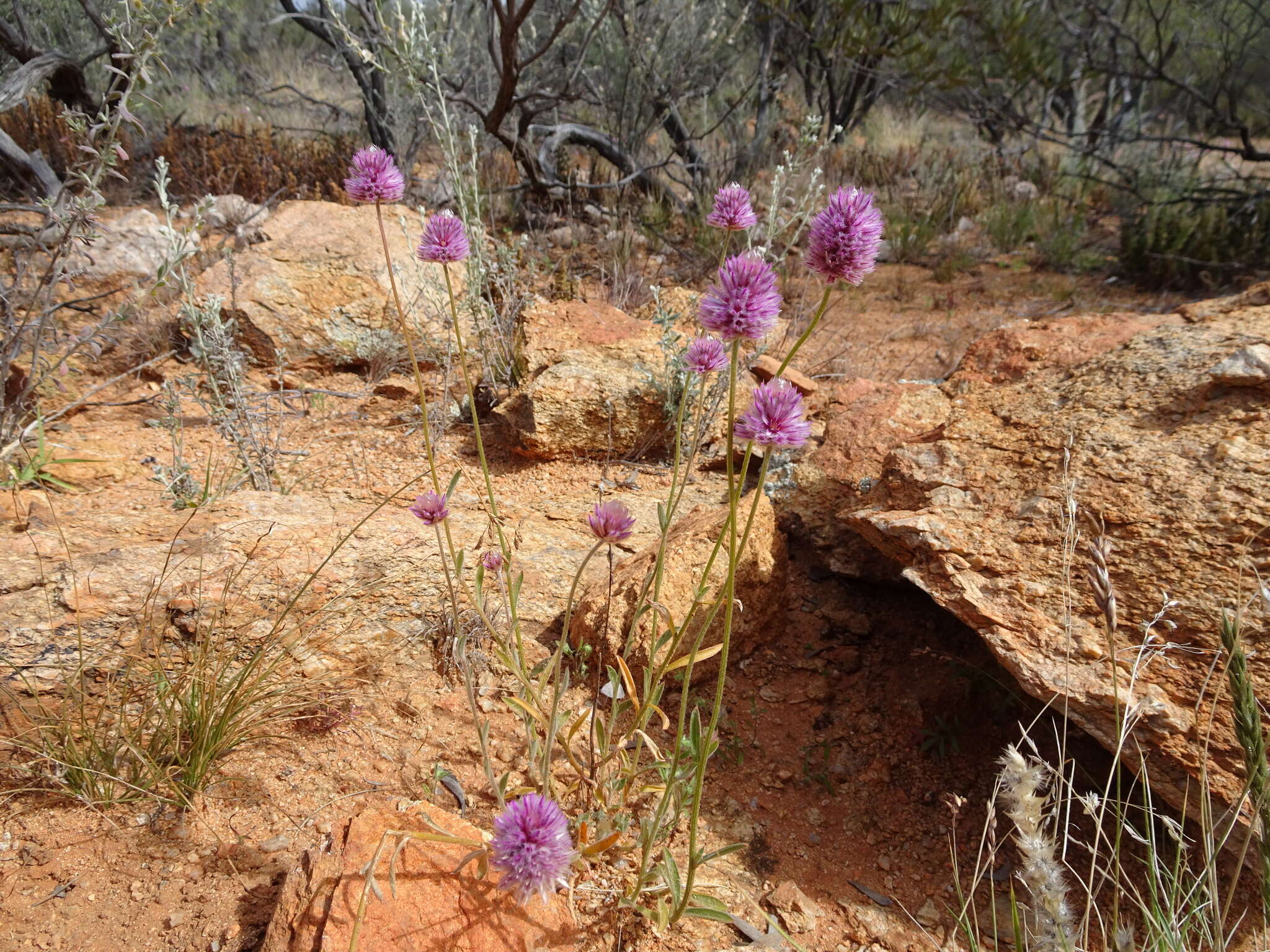 Image of Ptilotus helipteroides (F. Müll.) F. Müll.