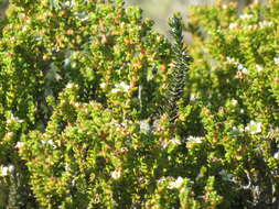 Image of Diosma guthriei Glover