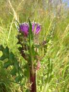 Imagem de Cirsium esculentum (Siev.) C. A. Mey.