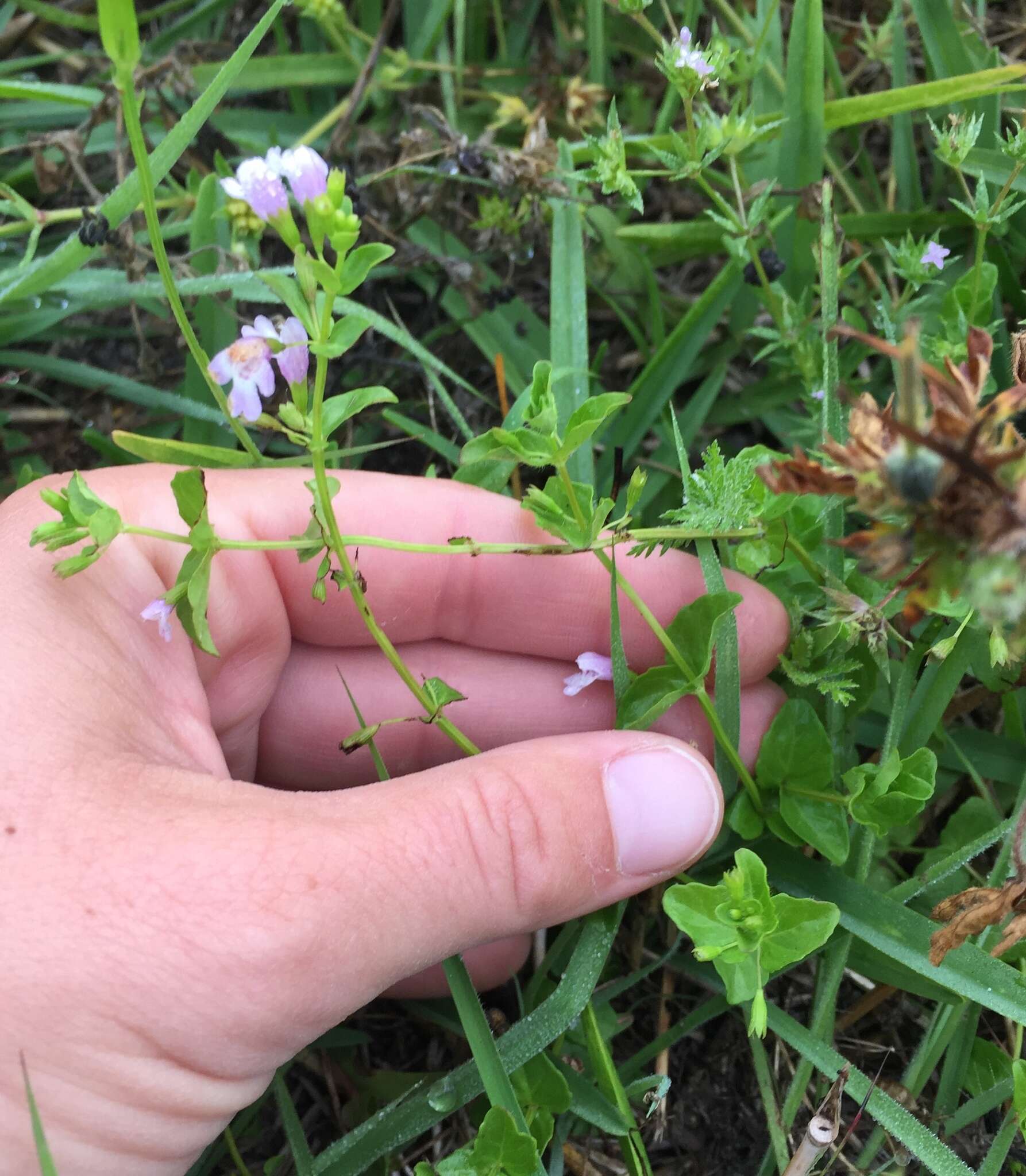 Clinopodium brownei (Sw.) Kuntze resmi