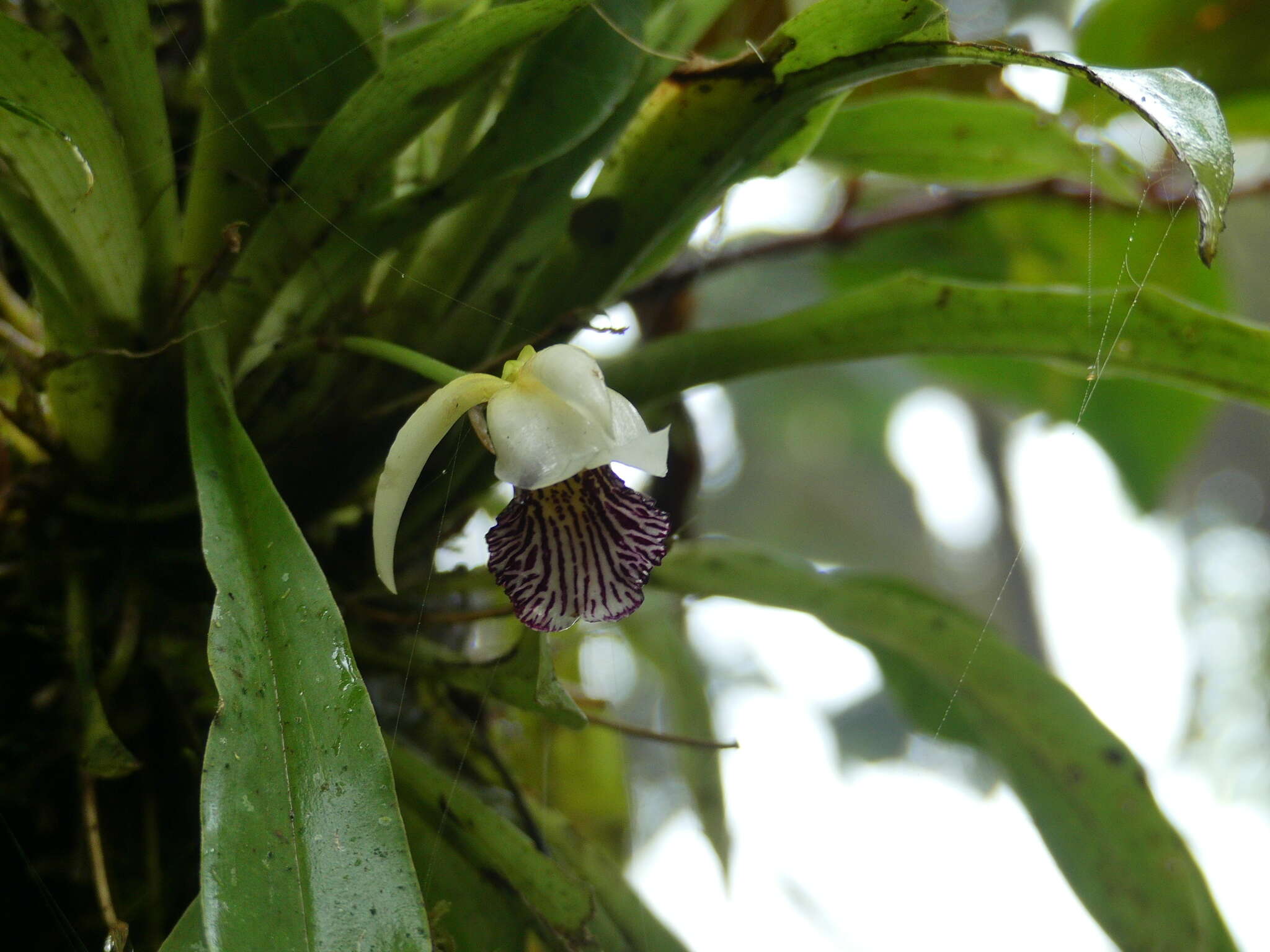 Image of Stenotyla picta (Rchb. fil.) Dressler