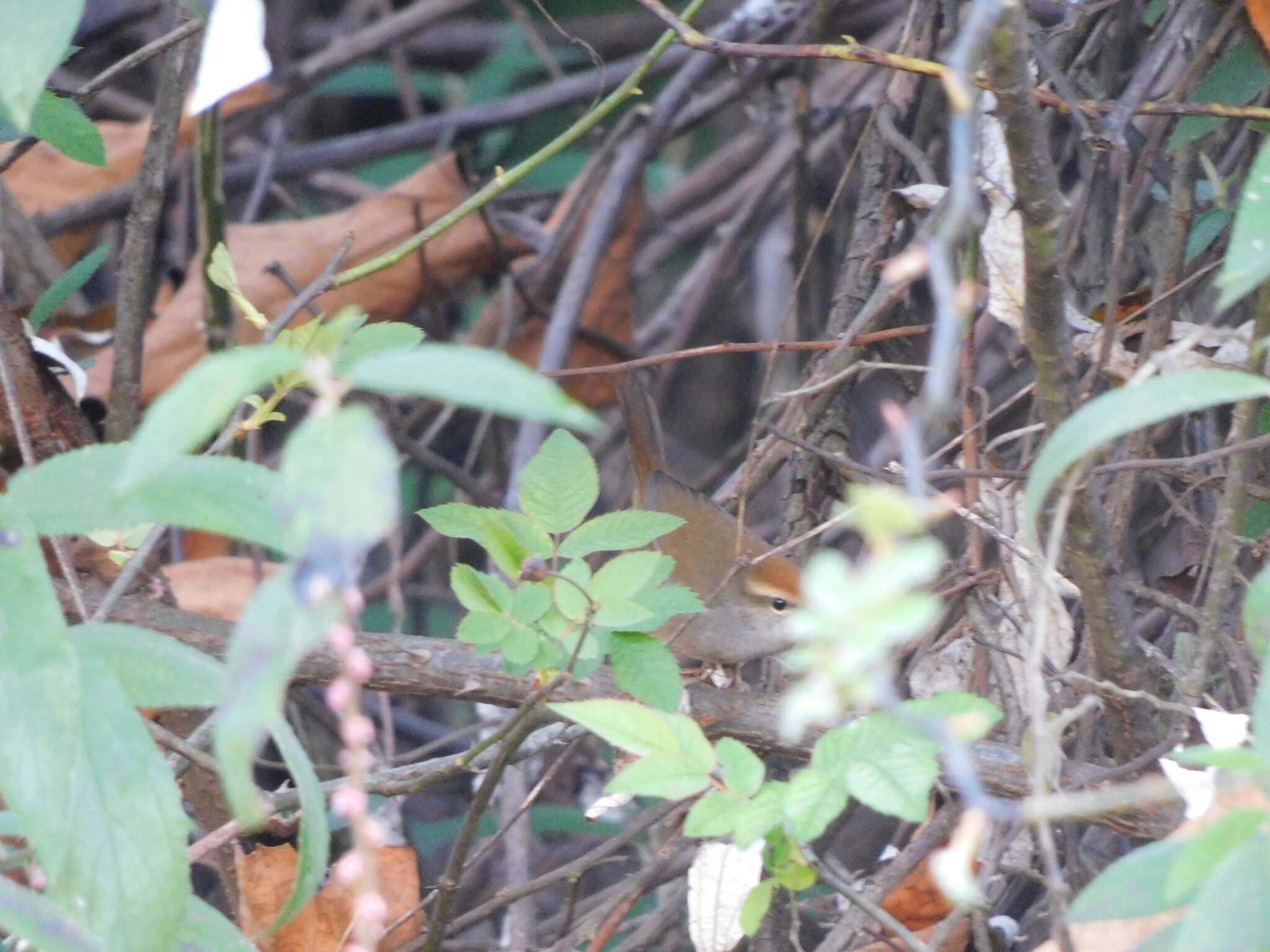 Image of Grey-sided Bush Warbler
