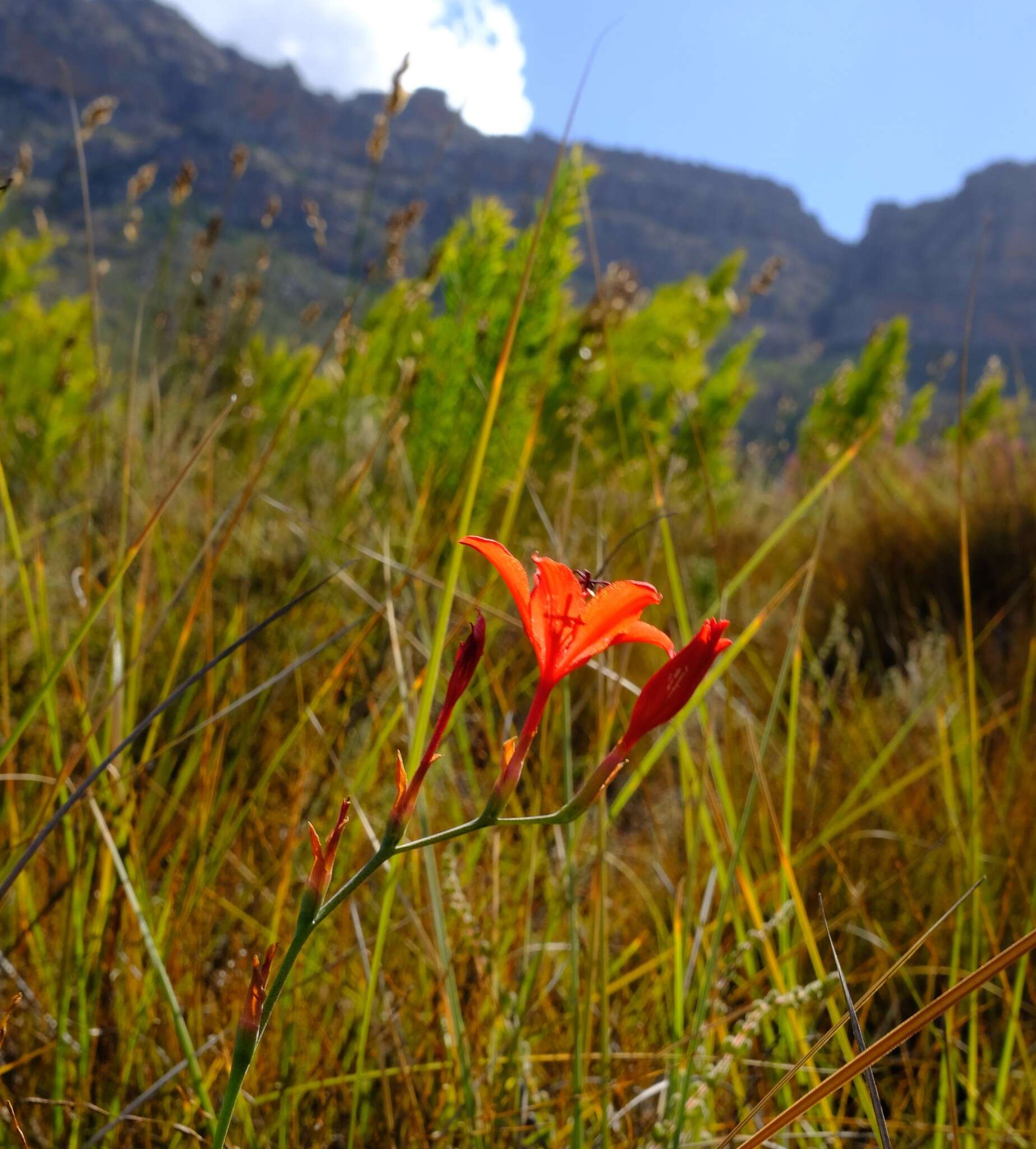 Image of Tritoniopsis lesliei L. Bolus