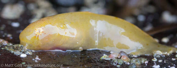 Image of Slimy snailfish