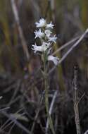 Image of Great Plains lady's tresses