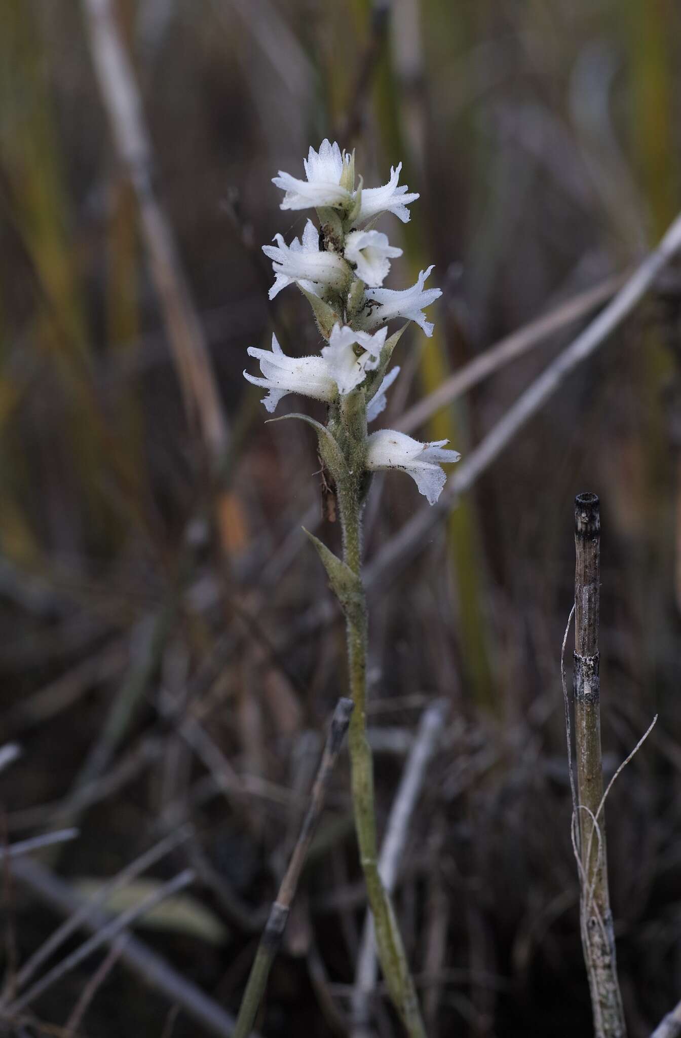 Spiranthes magnicamporum Sheviak的圖片