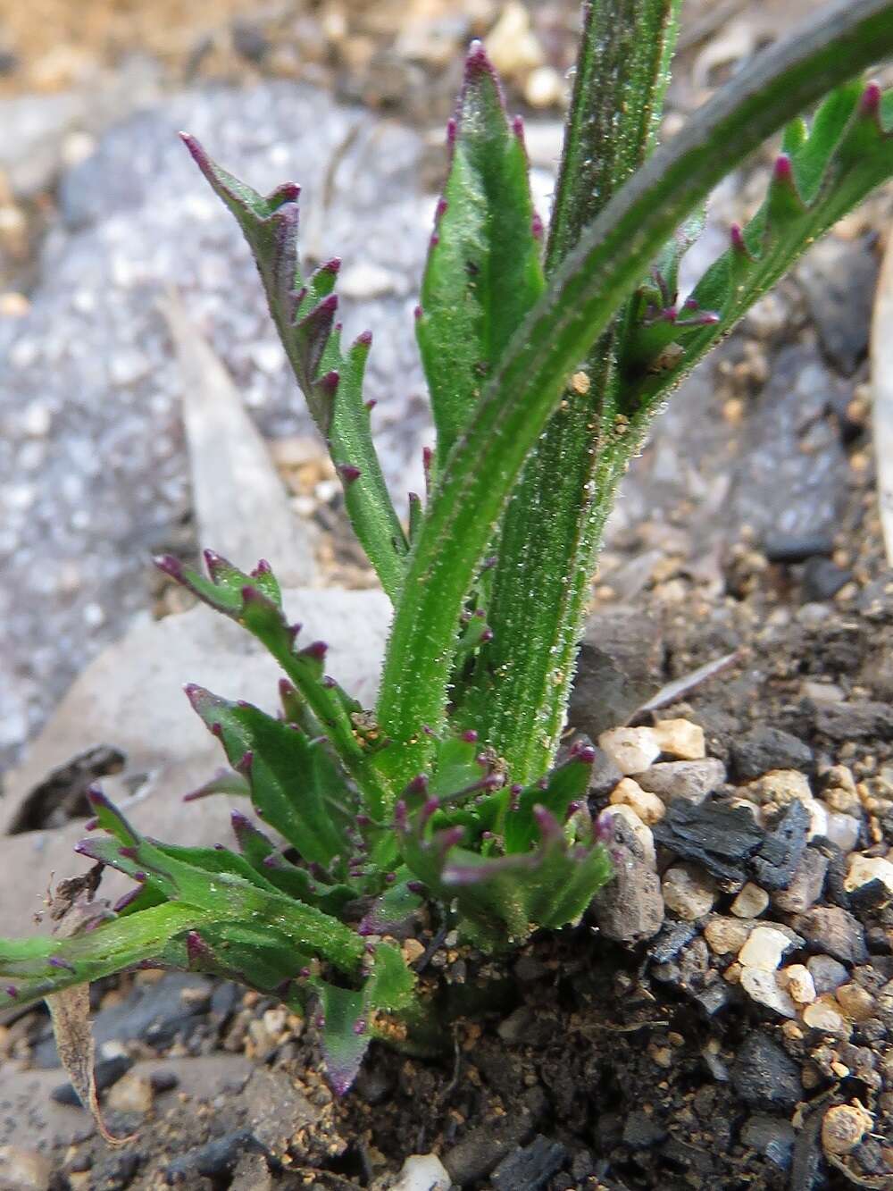 Image of Lobelia dentata Cav.