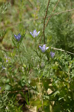 Image de Komaroffia integrifolia (Regel) Lemos Pereira