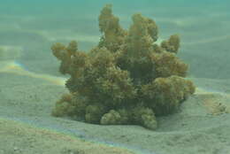 Image of tree anemone