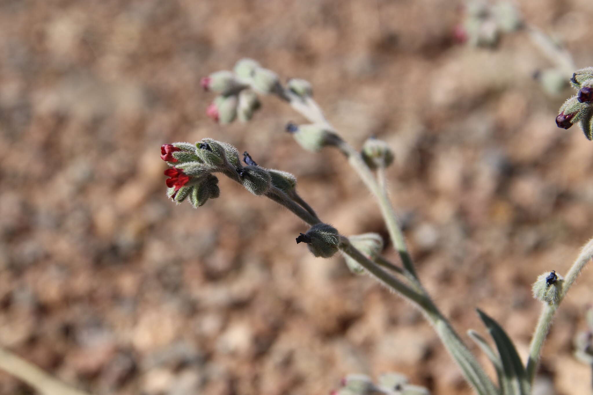 Image of Cynoglossum rugulosum (DC.) Greuter & Burdet