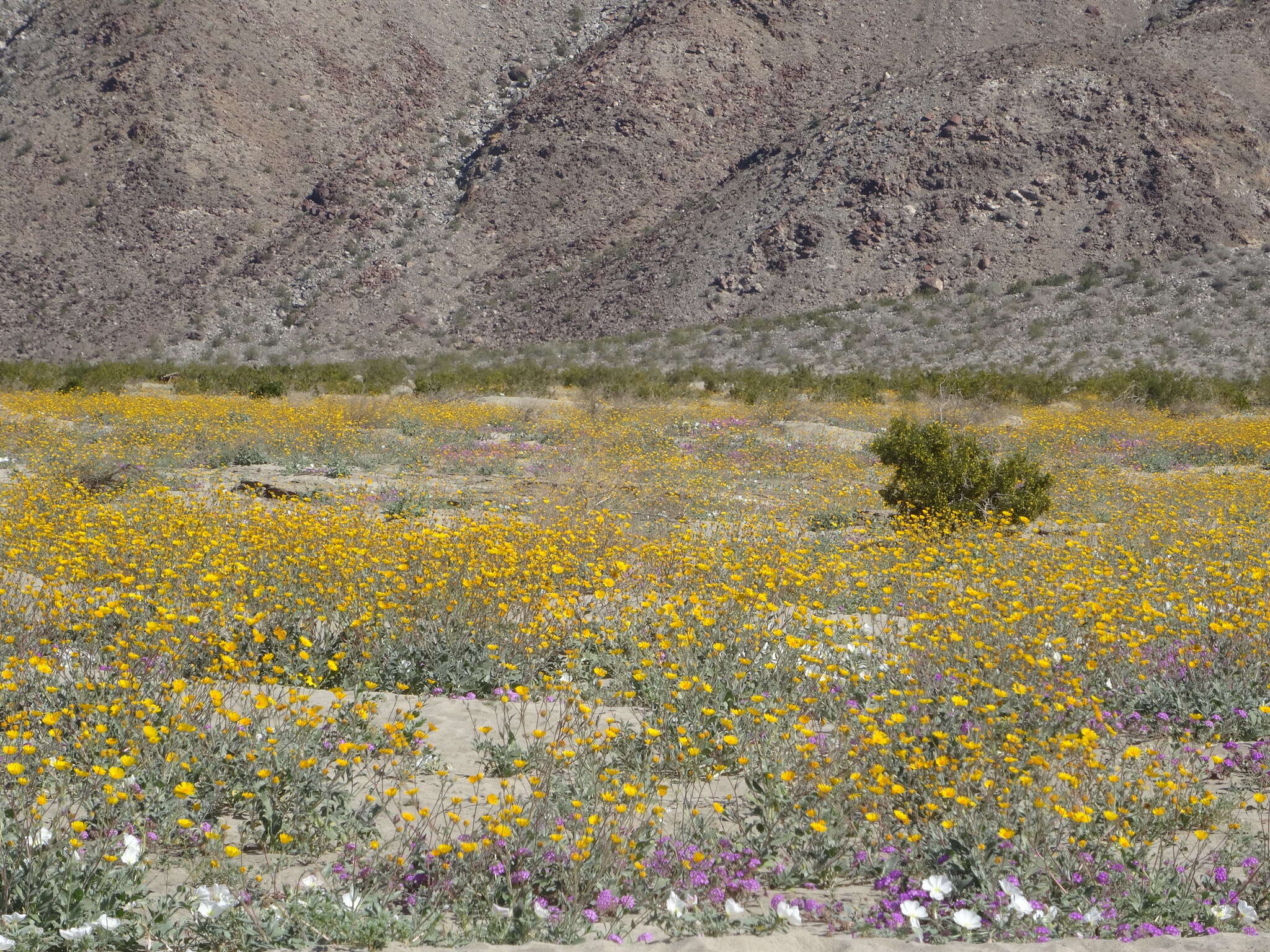 Image of hairy desertsunflower