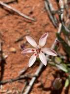 Image of Lapeirousia arenicola Schltr.