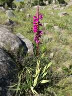 Imagem de Watsonia pulchra N. E. Br. ex Goldblatt