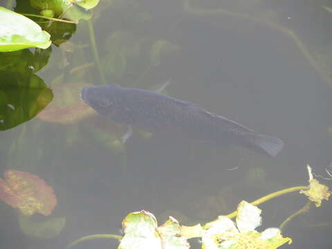 Image of Blue tilapia