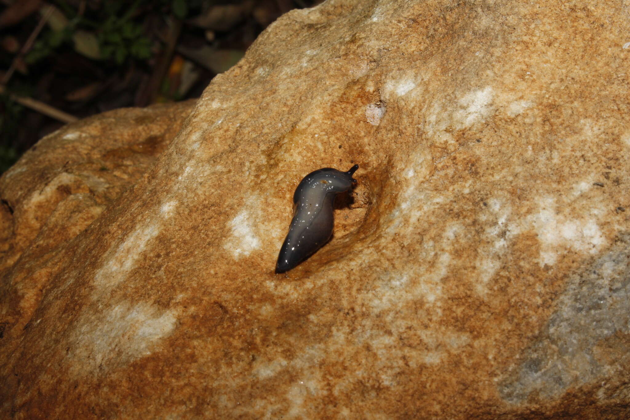 Image of Deroceras samium Rähle 1983