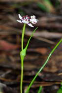 Image of Wurmbea dioica subsp. dioica