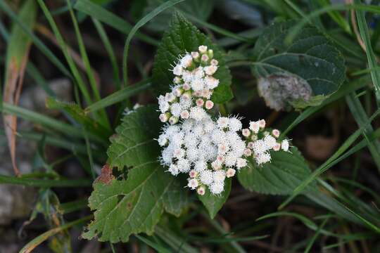 صورة Ageratina vernalis (Vatke & Kurtz) R. King & H. Rob.