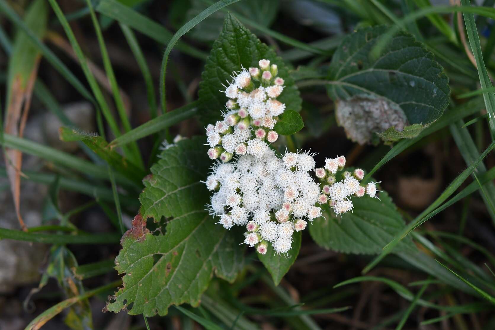 Image of Ageratina vernalis (Vatke & Kurtz) R. King & H. Rob.