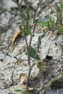 صورة Lepidium cartilagineum (J. Mayer) Thell.