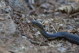 Image of Sierra Gartersnake