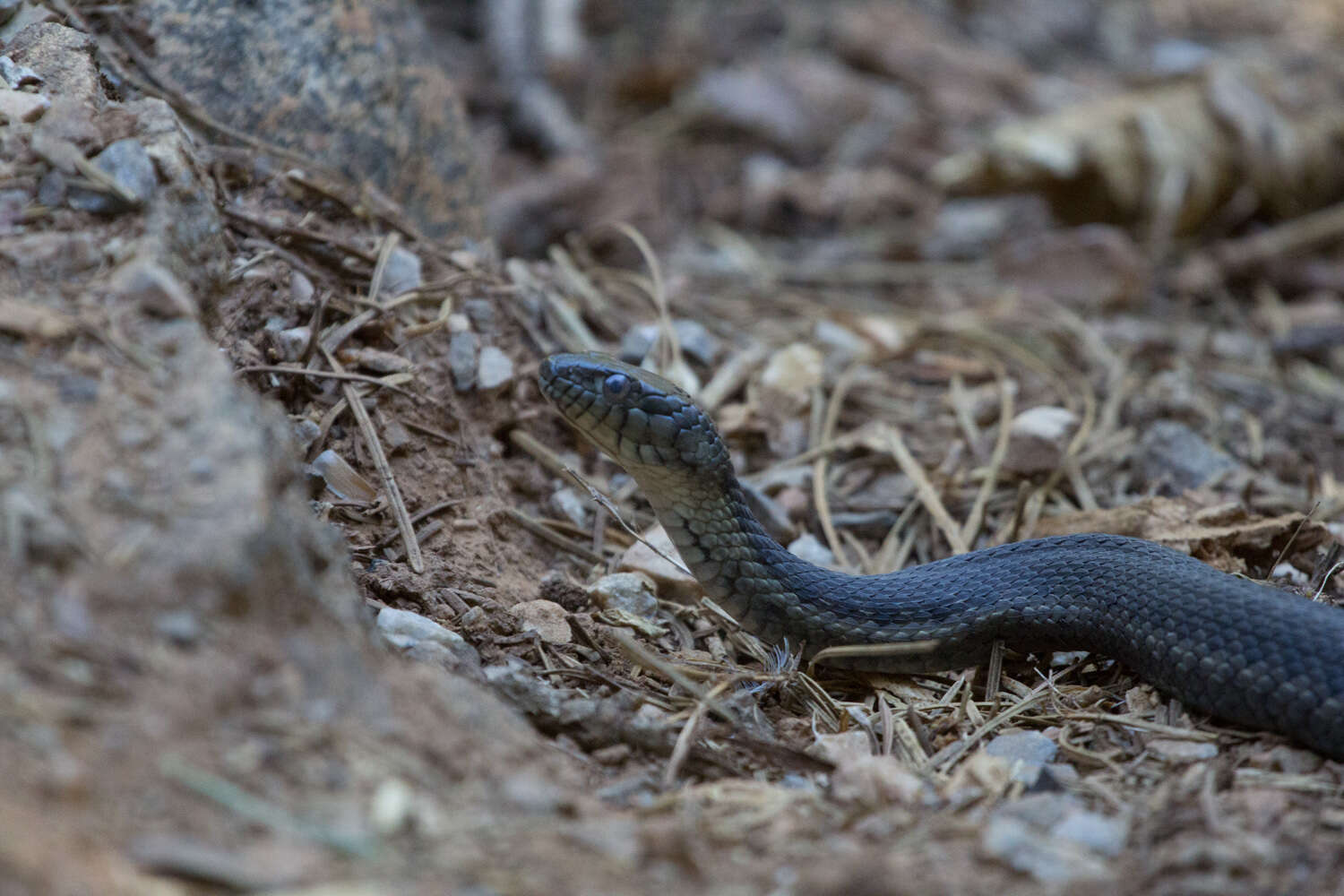 Plancia ëd Thamnophis couchii (Kennicott ex Baird 1859)