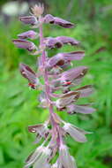 Image of Melianthus villosus Bolus