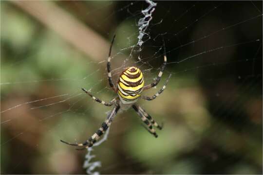 Image of Barbary Spider