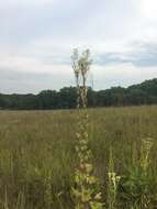 Image of pale Indian plantain