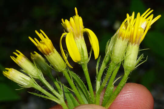 Image of Senecio nemorensis subsp. jacquinianus (Rchb.) Celak.