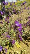 Image of Anchusa undulata L.