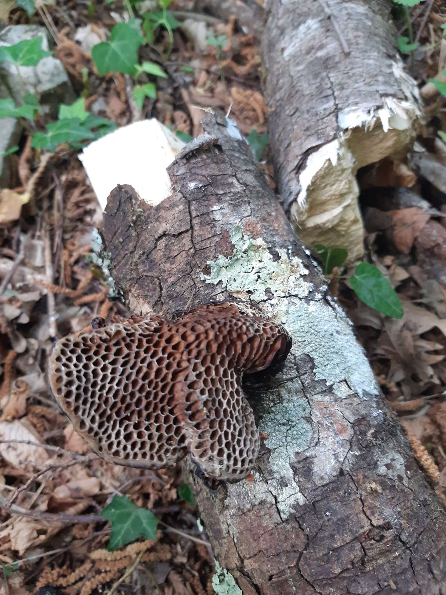 Image of Daedaleopsis nitida (Durieu & Mont.) Zmitr. & Malysheva 2013