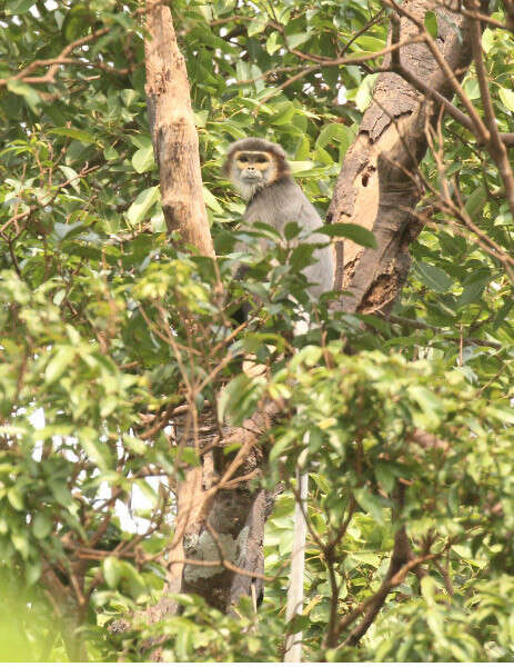 Image of Black-shanked Douc Langur