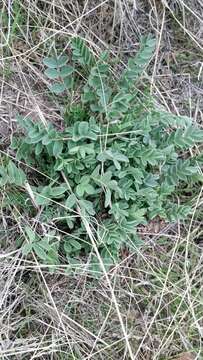 Image of browse milkvetch