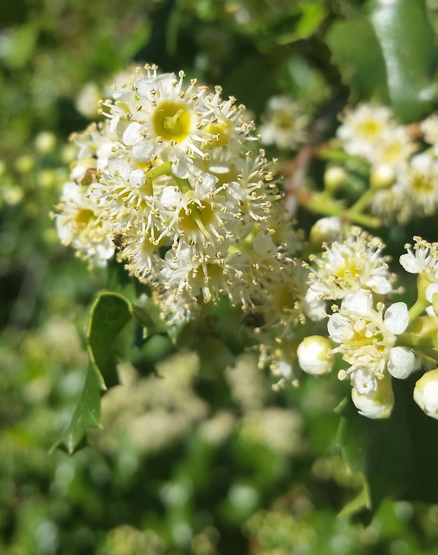 Image de Prunus ilicifolia (Nutt. ex Hook. & Arn.) D. Dietr.