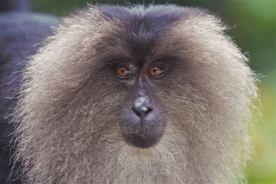 Image of Lion-tailed Macaque