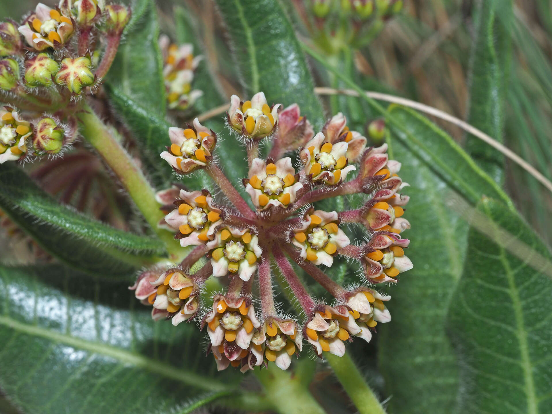 Image de Xysmalobium parviflorum Harv. ex Scott Elliott